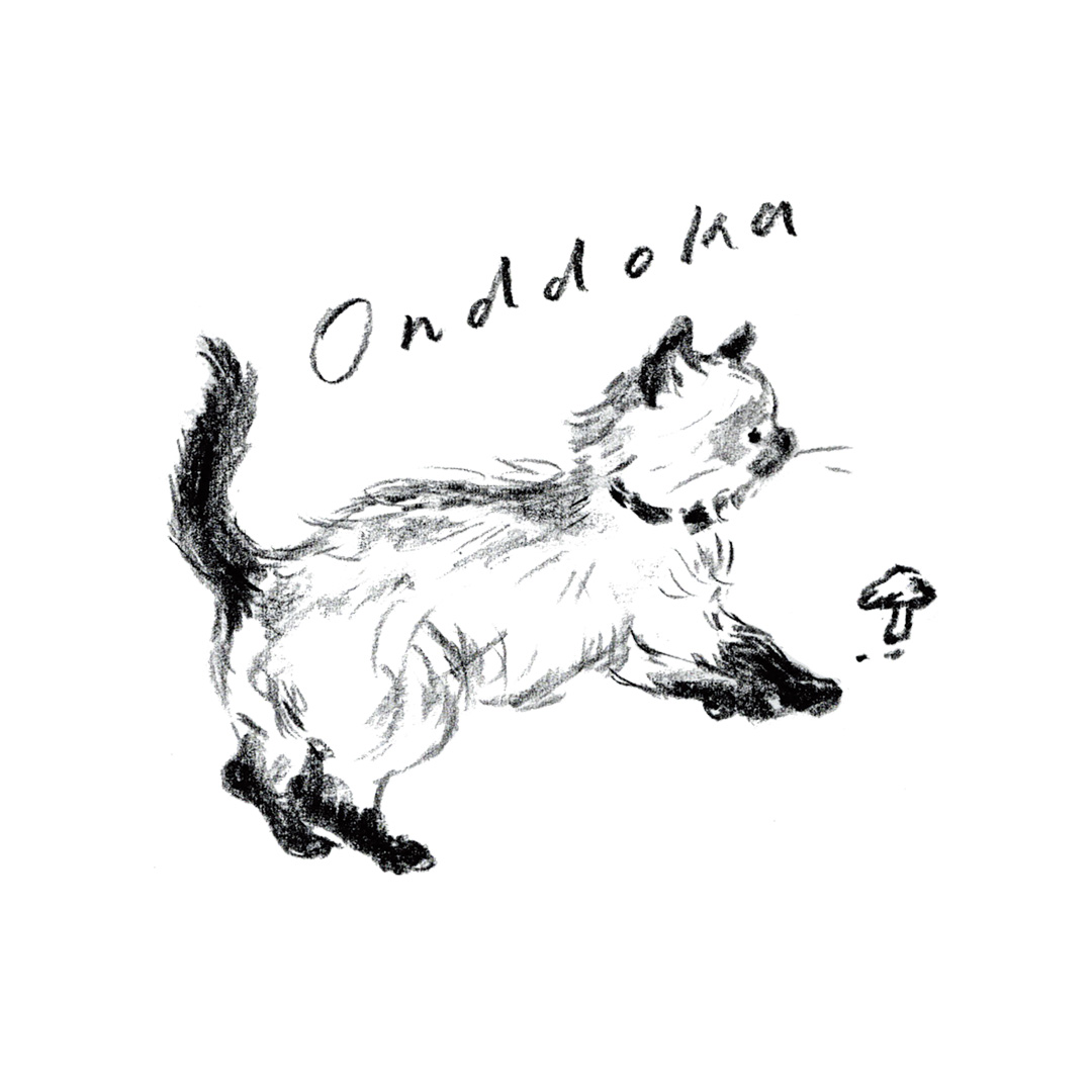 Onddoka